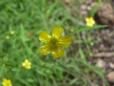 Petites fleurs jaunes de 1-2 centimètres de diamètre présentes à l'extrémité d'un long pédoncule. Agrandir dans une nouvelle fenêtre (ou onglet)